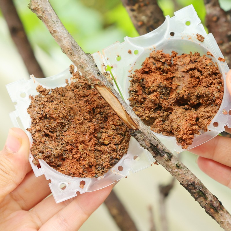Reusable Plant Rooting Ball Gr - Plant Parents 评论和价格