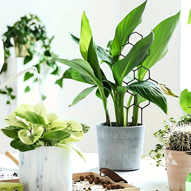 3Pcs Plant Support Frame Climb - Plant Parents 评论和价格