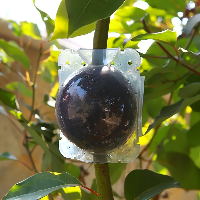 10pcs Plant Propagation Box Se - Plant Parents 评论和价格