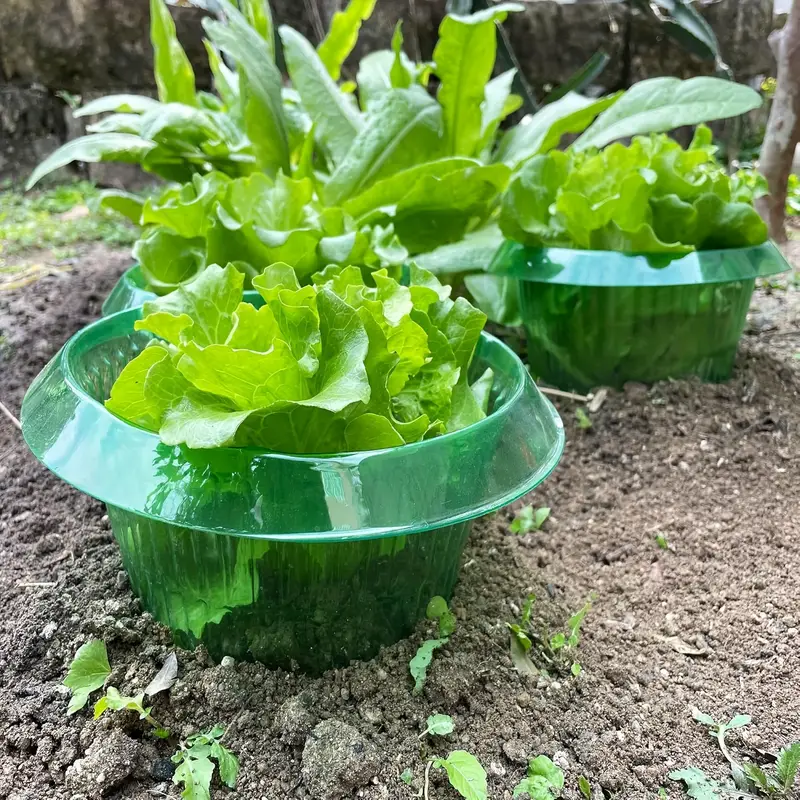 Plants Slug Protection Rings V - Plant Parents 评论和价格